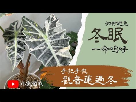 觀音蓮澆水|觀音蓮如何澆水？葉面清潔和補充養分的知識一次說給你聽